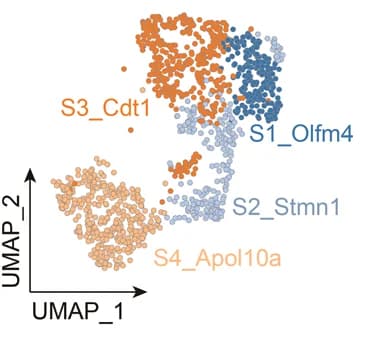 Open access visualization of Scatter Plot, UMAP, UMAP plot, Intestinal Stem Cell Clusters