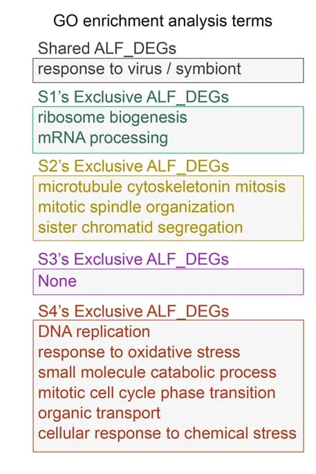 Open access visualization of Workflow, Flowchart, GO Term Enrichment Analysis, ALF_DEGs, Intestinal Stem Cell Cluster