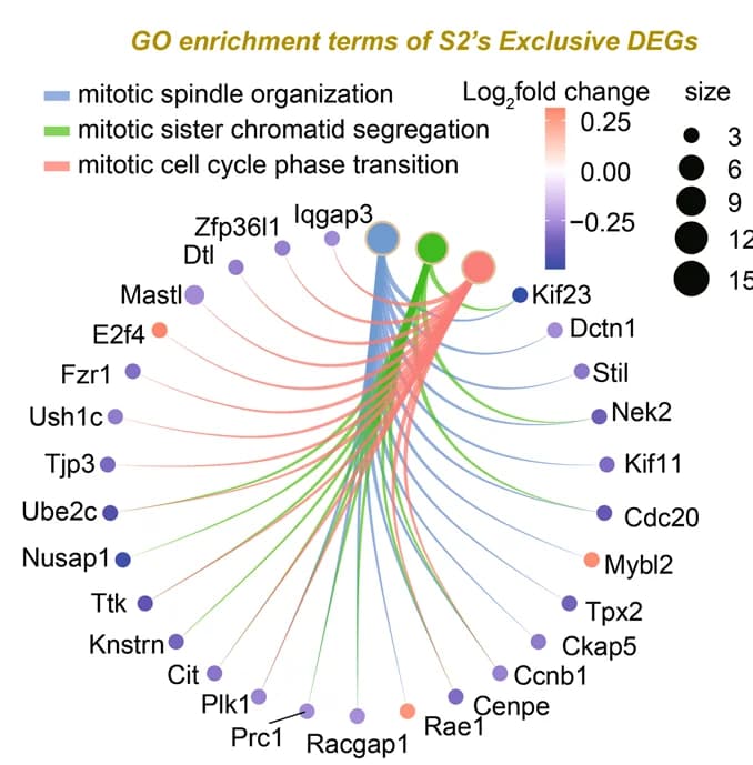 Open access visualization of Network, Pathway, Chord, Gene Expression, Mitosis