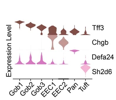 Open access visualization of Violin Plot, Violin Plots, Cell Markers, Goblet Cells, EECs