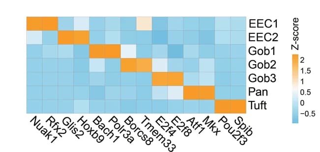 Open access visualization of Heatmap, TFs, IECs Clusters, Model Mice, Control Mice