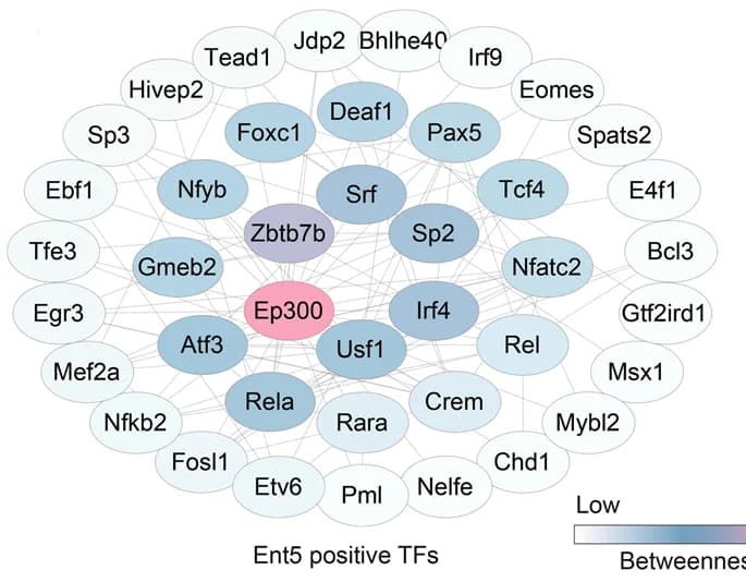 Open access visualization of Network, Protein-Protein Interaction Network, Transcription Factors, STRING, Cytoscape