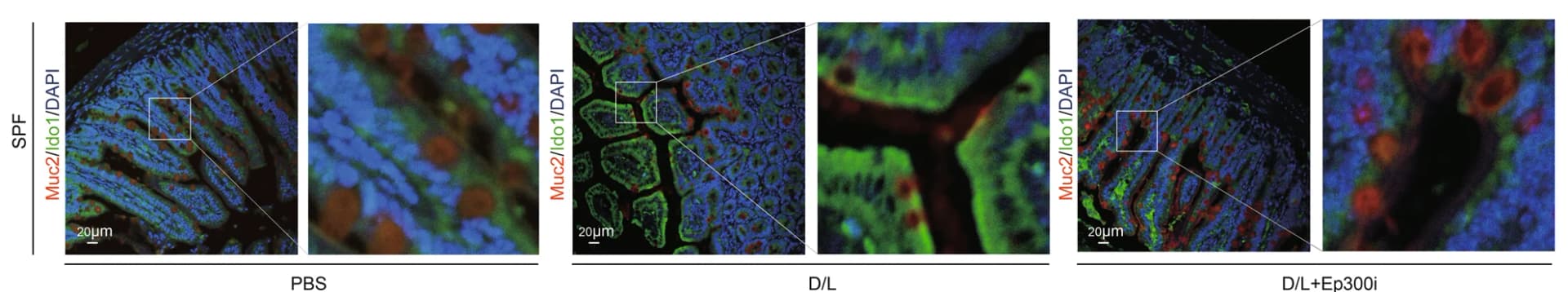 Open access visualization of Microscopy, IF images, Apoa1, Saa1, Muc2