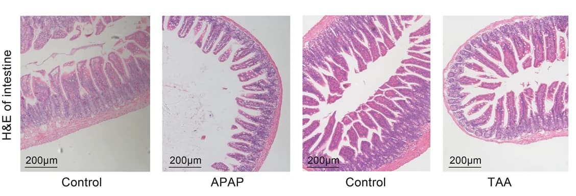 Open access visualization of Microscopy, H&E staining, Mouse intestinal sections, Histology