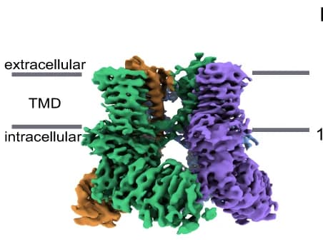 Open access visualization of Protein Structure, 3D Reconstruction, mTRPV4 apo, Cell Membrane