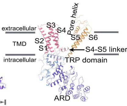 Open access visualization of Protein Structure, Cartoon Representation, mTRPV4 apo, Subunit