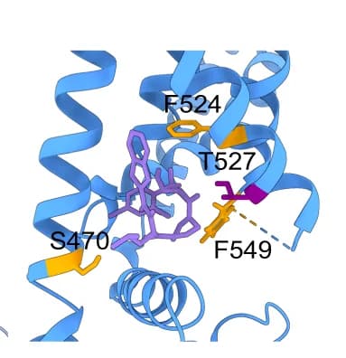 Open access visualization of Protein Structure, Chemical Structure, GSK101, mTRPV4, Binding Sites