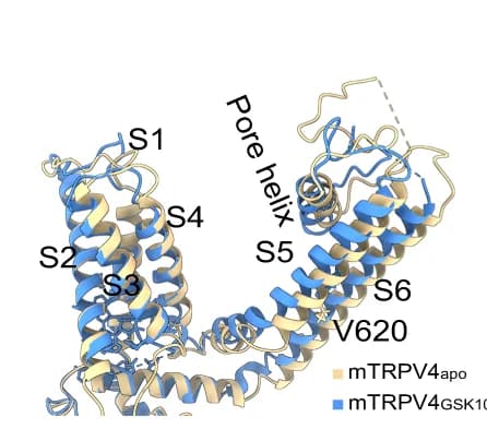 Open access visualization of Protein Structure, Side View, Conformational Changes, mTRPV4 GSK101, mTRPV4 apo