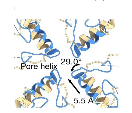 Open access visualization of Protein Structure, Chemical Structure, Top View, Extracellular Side, Conformational Changes