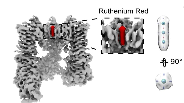 Open access visualization of Protein Structure, Chemical Structure, 3D Reconstruction, mTRPV4 GSK101_RR, Electron Density