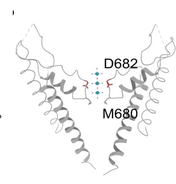 Open access visualization of Protein Structure, Cartoon Representation, Ruthenium Red, mTRPV4, Residues