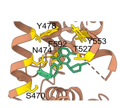 Open access visualization of Protein Structure, Chemical Structure, Cartoon Representation, Agonist-1, mTRPV4