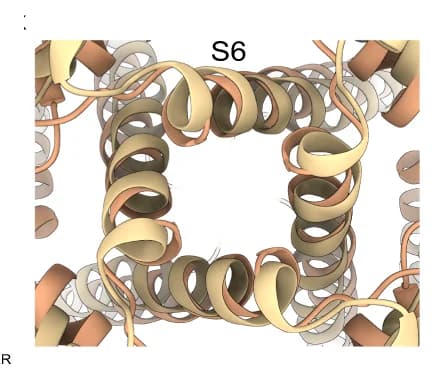 Open access visualization of Protein Structure, Bottom View, Intracellular Side, mTRPV4 Agonist1_RR, mTRPV4 apo