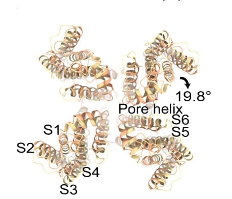 Open access visualization of Protein Structure, Top View, Extracellular Side, Conformational Changes, mTRPV4 Agonist1_RR