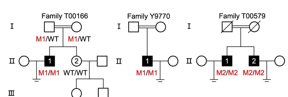 Open access visualization of Illustration, Workflow, Homozygous Variants, Chinese Families
