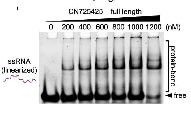 Open access visualization of Gel, Litter Size, Adult Males, Wild-Type Females, Genotype