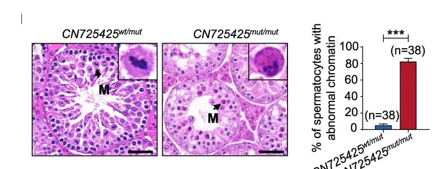 Open access visualization of Bar Plot, Error Bars, H&E Staining, Testis Sections, Adult Mice