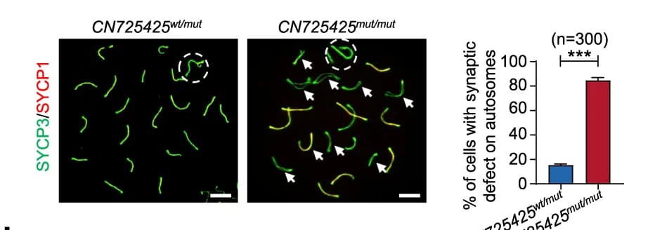 Open access visualization of Bar Plot, Microscopy, Immunostaining, Pachytene Spermatocyte, SYCP1