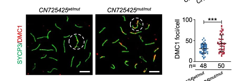 Open access visualization of Microscopy, Scatter Plot, Error Bars, Immunostaining, Pachytene Spermatocyte