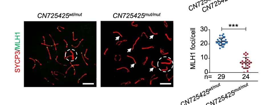Open access visualization of Scatter Plot, Microscopy, Error Bars, Immunostaining, Pachytene Spermatocyte
