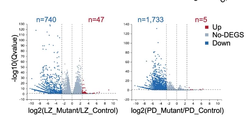 Open access visualization of Volcano Plot, Scatter Plot, DEG Analysis, Mutant Spermatocytes, Wild-Type Spermatocytes
