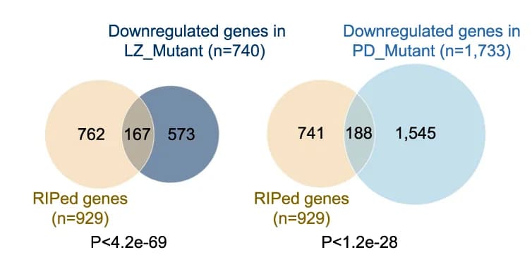 Open access visualization of Venn Diagram, RIPed mRNAs, Downregulated Genes, LZ/PD Spermatocytes