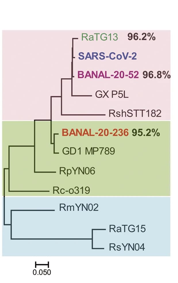 Open access visualization of Network, Phylogenetic Tree, S Proteins, SARS-CoV-2, CoVs