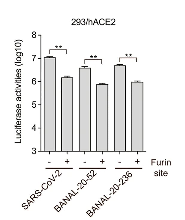 Open access visualization of Bar Plot, Error Bars, Transduction, ACE2, SARS-CoV-2