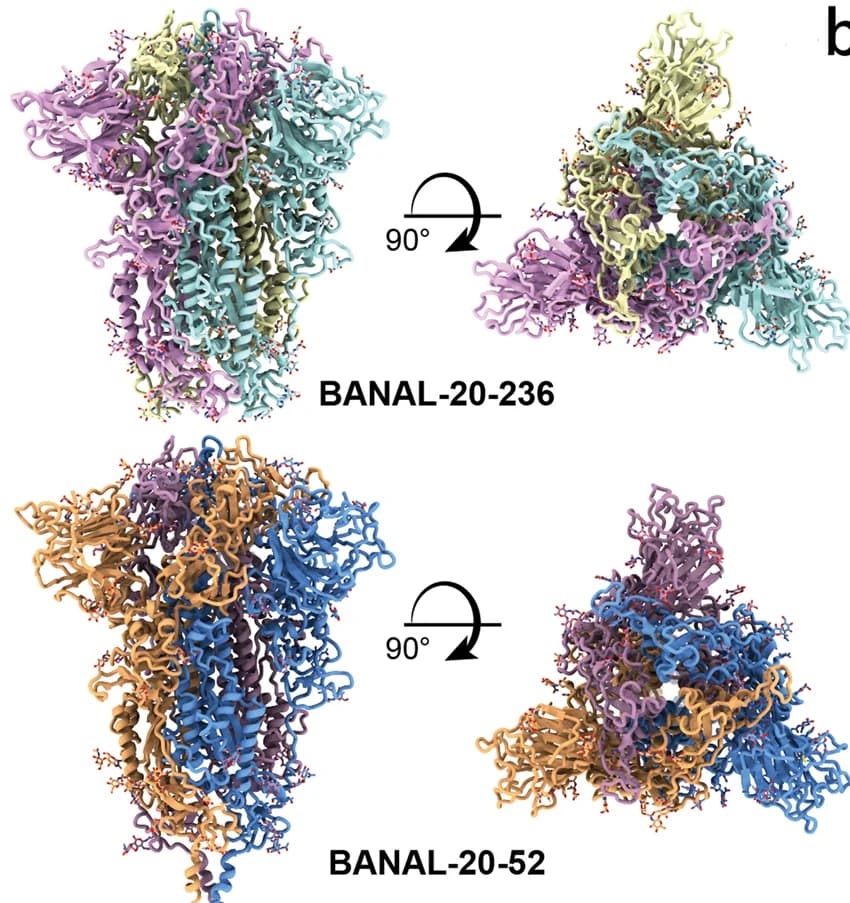 Open access visualization of Protein Structure, Cryo-EM Map, BANAL-20-52, BANAL-20-236, S Trimer