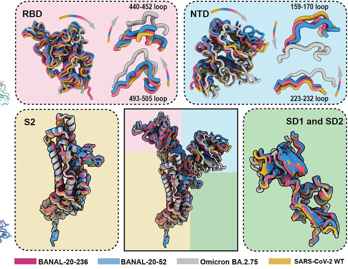 Open access visualization of Protein Structure, Monomeric Structures, BANAL-20-236, BANAL-20-52, S Proteins