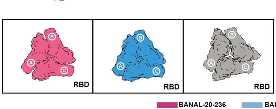 Open access visualization of Protein Structure, Inter-RBD Contacts, BANAL-20-236, BANAL-20-52, Omicron BA.2.75