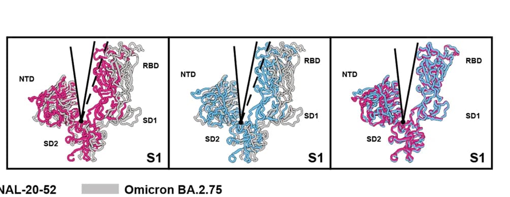 Open access visualization of Protein Structure, NTD-SD2-RBD Angle, BANAL-20-236, BANAL-20-52, Omicron BA.2.75