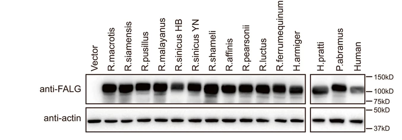 Open access visualization of Gel, Western Blotting, Cell Lysates, HEK293 Cells, ACE2 Orthologs