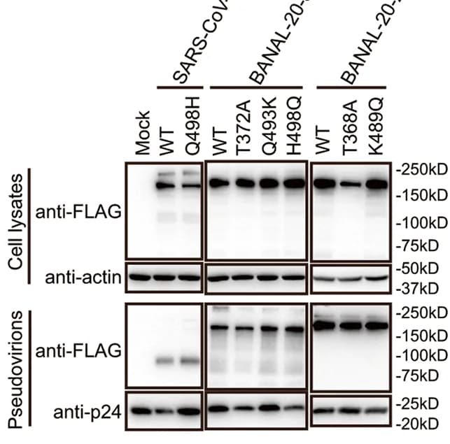 Open access visualization of Gel, SARS-CoV-2 S, BANAL-20-52 S, BANAL-20-236 S, Mutants
