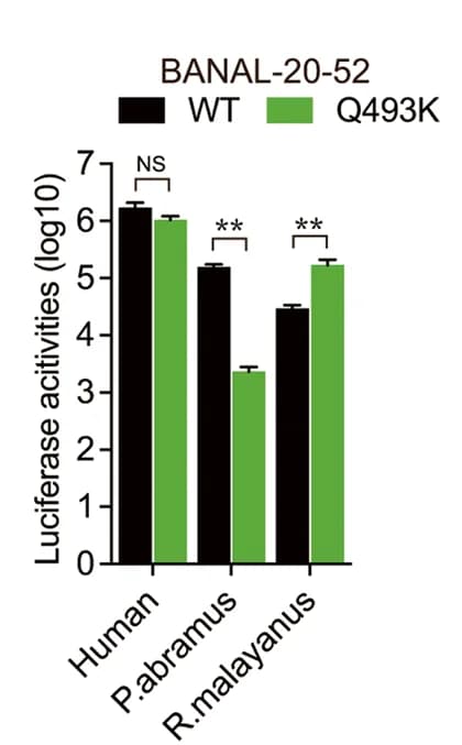 Open access visualization of Clustered, Error Bars, Transduction, 293 Cells, Human ACE2