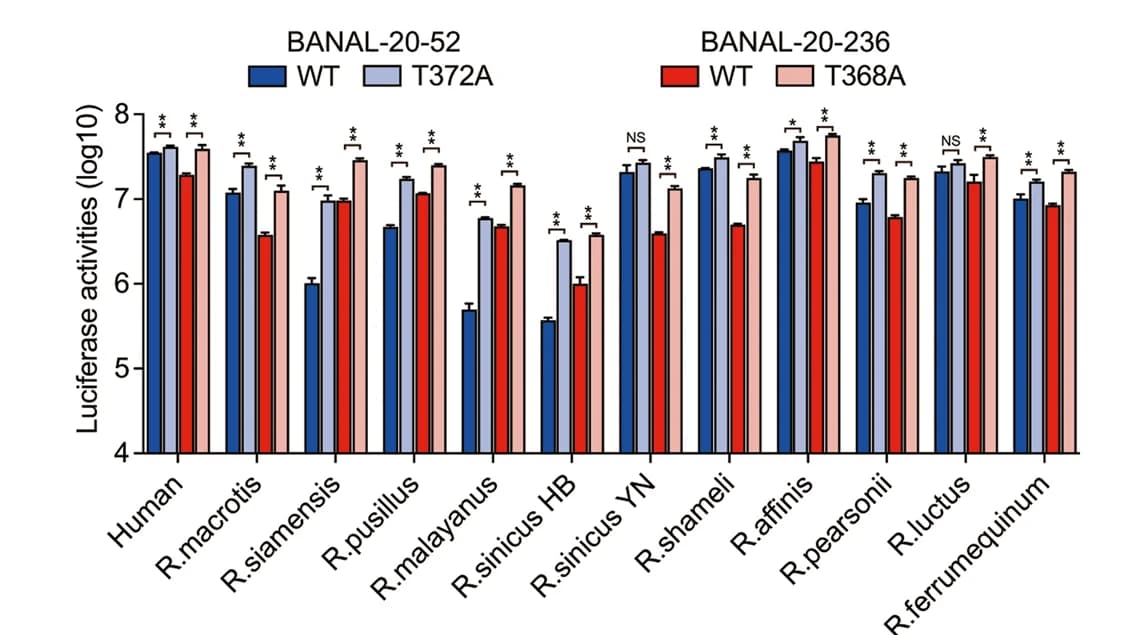 Open access visualization of Bar Plot, Error Bars, Clustered, Transduction, 293 Cells