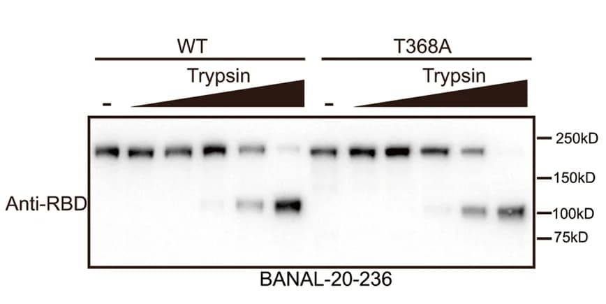 Open access visualization of Gel, Western Blot, Pseudovirions, BANAL-20-236, Trypsin