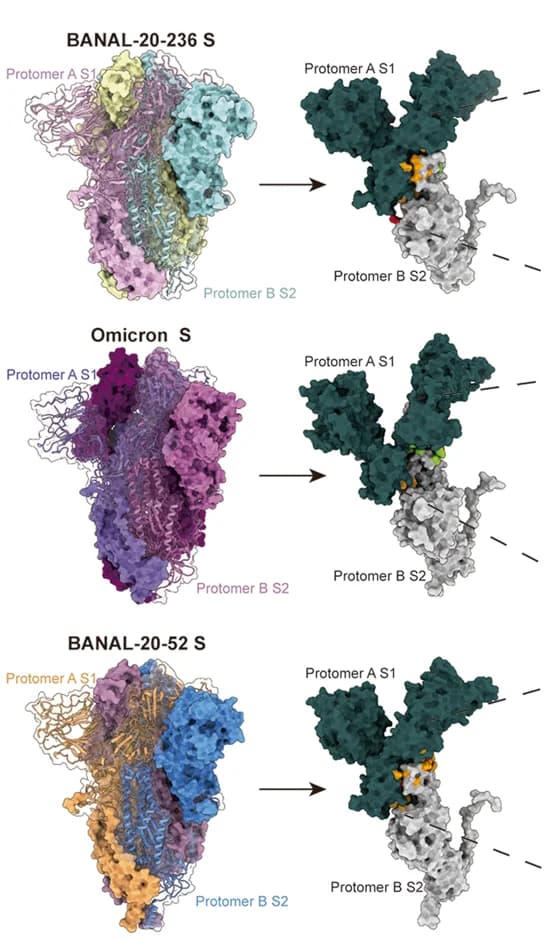 Open access visualization of Protein Structure, Trimeric Structures, Proteins, Surface Presentation