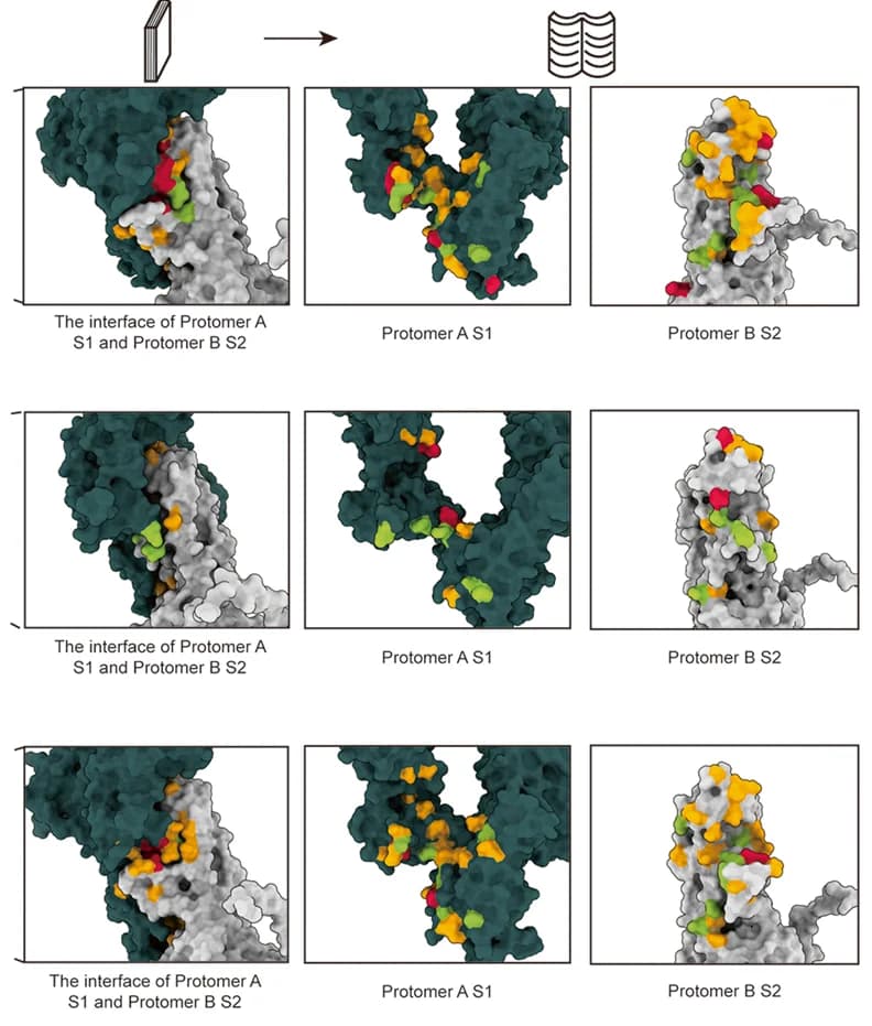 Open access visualization of Protein Structure, Interface Interaction, Amino Acid Residues, Hydrogen Bonds, Salt Bridges