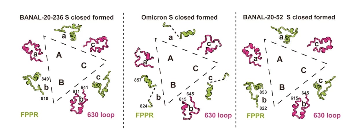 Open access visualization of Protein Structure, Structural Comparison, Residues, Fusion Peptide Proximal Region