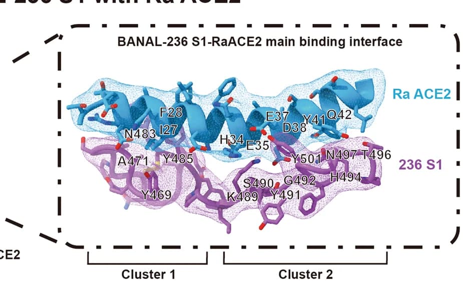 Open access visualization of Protein Structure, BANAL-20-236 S1, R. affinis ACE2, Ribbon Diagram, Interaction Interface