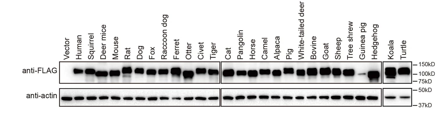 Open access visualization of Gel, Western Blot, Cell Lysates, HEK293 Cells, ACE2 Orthologs