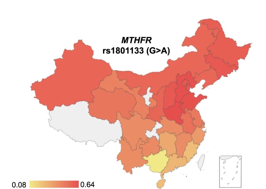 Open access visualization of Geo Map, Geographical Distribution, Allele Frequency, SNV, MTHFR