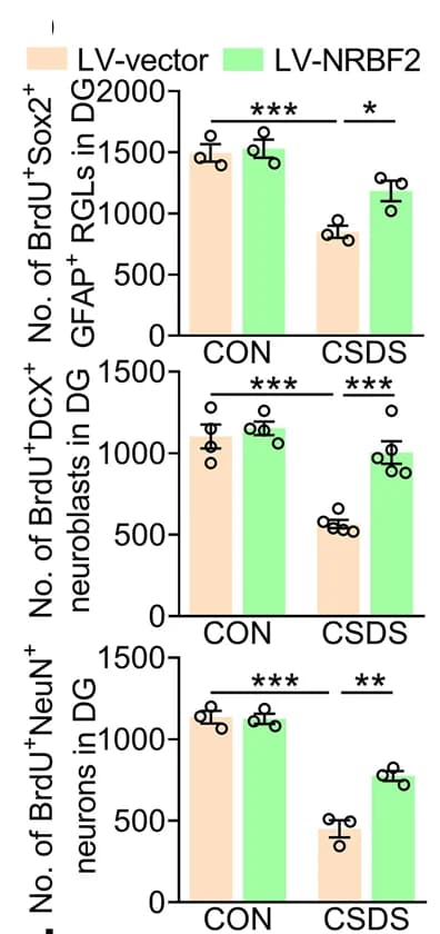 Open access visualization of Bar Plot, Error Bars, Clustered, Quantification, BrdU