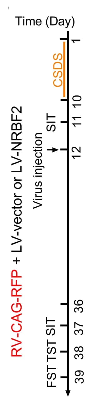 Open access visualization of Workflow, Flowchart, Timeline, Experiments