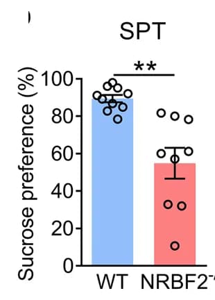 Open access visualization of Bar Plot, Scatter Plot, Error Bars, SPT, WT Mice