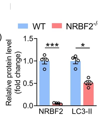 Open access visualization of Bar Plot, Error Bars, NRBF2 Protein, LC3-II Protein, DG