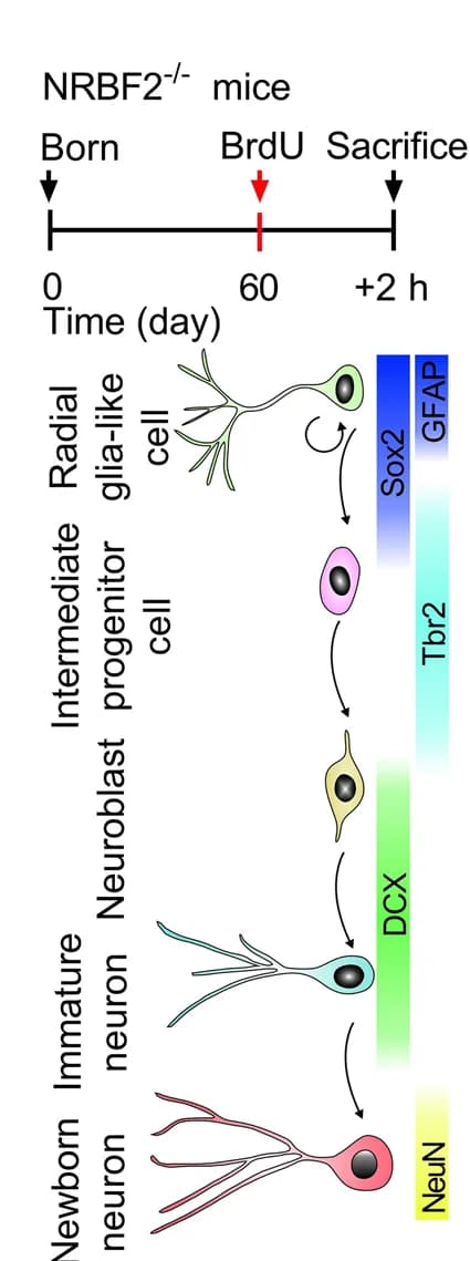 Open access visualization of Workflow, Flowchart, Illustration, BrdU, Pulse-Chase