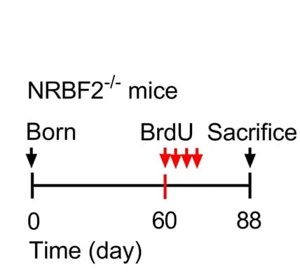 Open access visualization of Line Plot, Line Step, BrdU, Pulse-Chase, Schematic Diagram