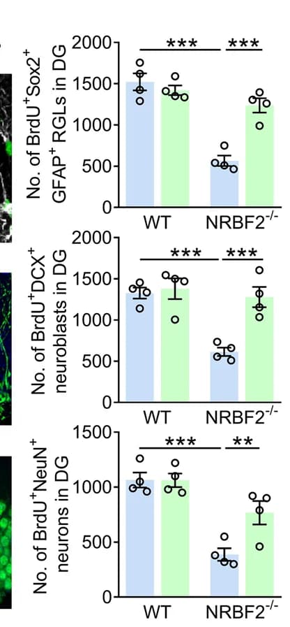 Open access visualization of Bar Plot, Error Bars, BrdU + Sox2 + GFAP + RGLs, BrdU + DCX + neuroblasts, BrdU + NeuN + neurons